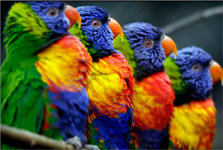 ORION IMPRESSÕES GRÁFICA RÁPIDA BETIM QUALIDADE